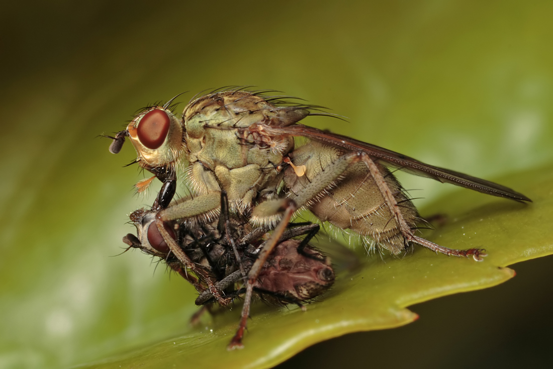 Dung Fly with Prey 2